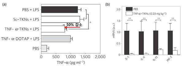 (a) in vitro 환경에서 유도된 염증반응에 의해 TKN이 선택적으로 분해되어 전달된 TNF-α siRNA에 의하여 단백질 발현량 감소. (b) 대장 염증 질환 마우스 모델에서 TNF-α-TKN의 효과 확인