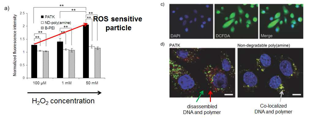 (좌) 과산화수소농도에 따른 plasmid DNA의 방출 효과. (우) 전립선 암세포인 PC-3 세포의 ROS 발생 효율 및 이로 인한 유전자 전달체 분해 효과에 대한 컨포컬 이미지