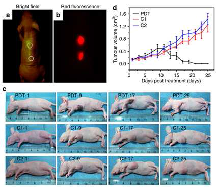 (a, b) 피하주사된 그래핀 양자점의 광학 및 형광 이미지 (c,d) 광역학적 항암치료를 받은 쥐 모델의 기간 별 이미지 및 정량 분석
