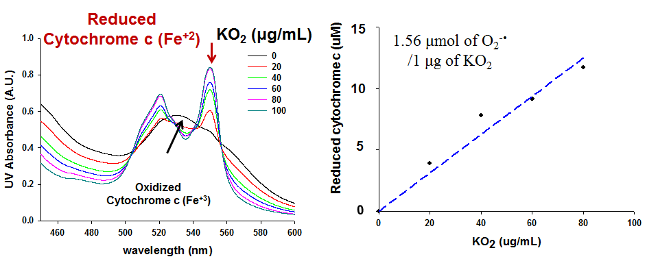 KO2의 ROS 발생 정량 분석