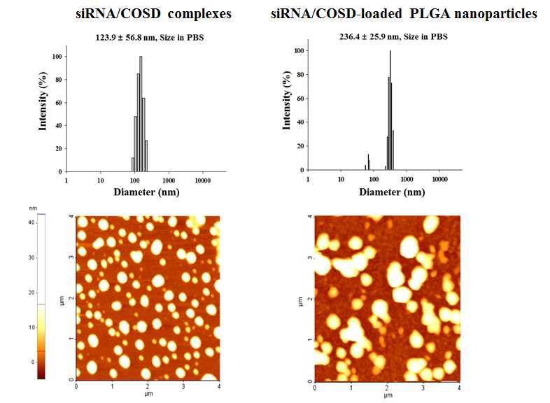 siRNA/COSD 결합체와 이를 PLGA로 봉입한 나노입자의 크기 및 형상 분석