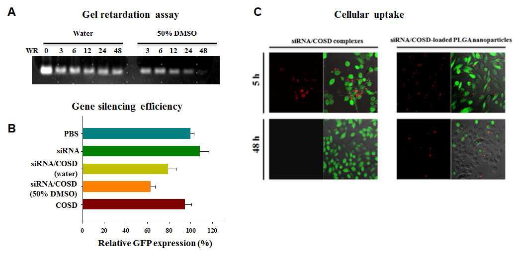(A) 유기용매와 수계에서 siRNA/COSD 이온성 결합능 (B) 유전자 전달 효과 (C) 세포 내 유입 효과 검증
