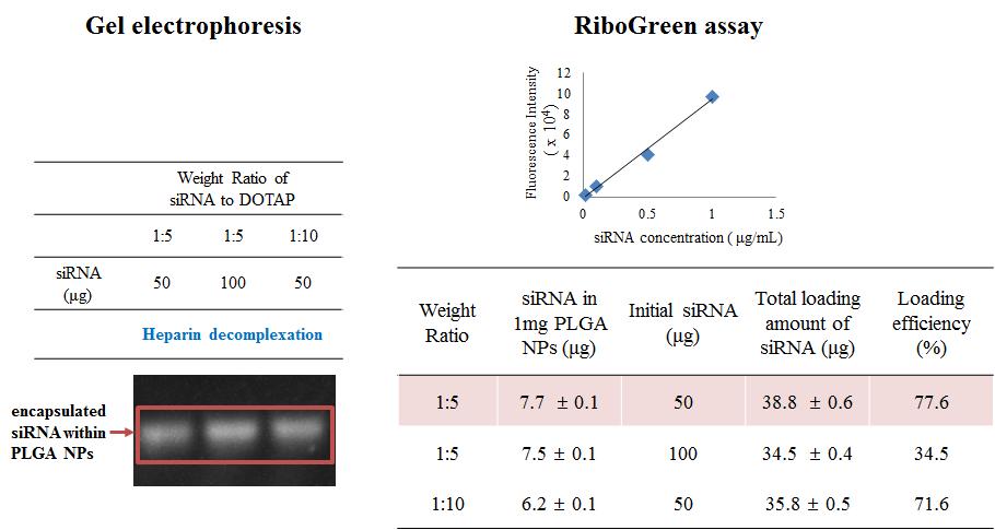 DOTAP을 이용하여 siRNA를 가용화 시킨 연구 (A) 이온성 전달체 형성능 (B) 봉입률 확인