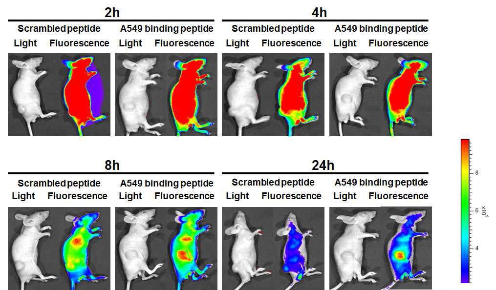 A549 세포 특이적 결합 펩타이드 및 비특이적 결합 펩타이드를 정맥 주사한 비소세포폐암 이형 동물 모델의 시간에 따른 형광 세기 변화
