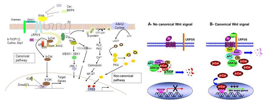 Wnt 신호전달 경로