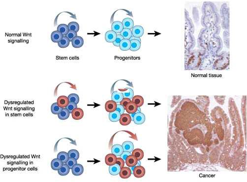 정상줄기세포와 암줄기세포에서 Wnt신호전달의 관련성