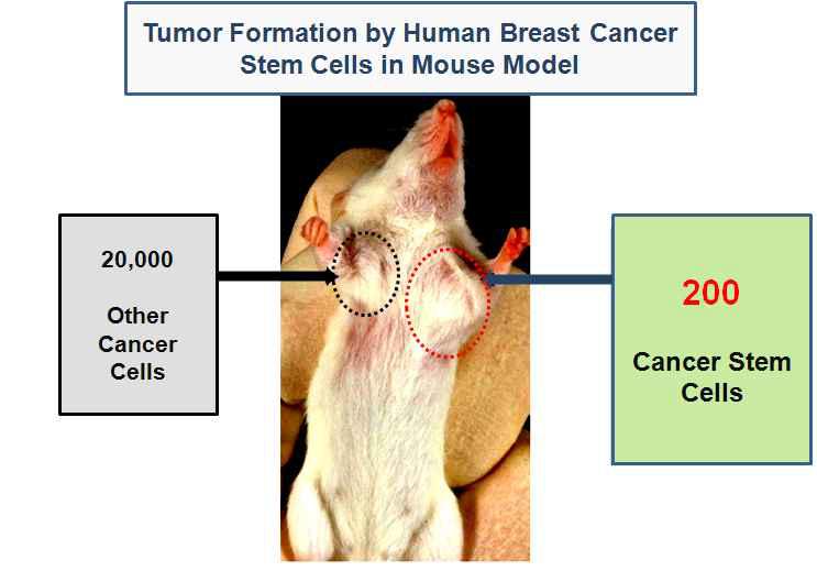 소수의 암줄기세포만으로 종양 형성 가능성 제시