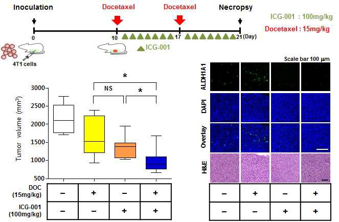 기존 세포독성 항암제 Docetaxel과 ICG-001의 복합치료를 통합 치료개선 효과 분석
