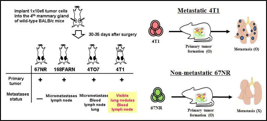 4T1 모델은 유방암 재발 연구를 이용한 실험을 진행할수 있는 이종이식 (xenograft) 모델임