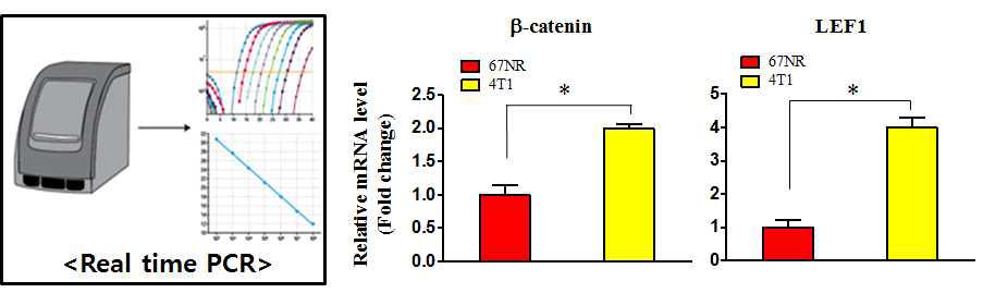Realtime-PCR 기법을 사용하여 Wnt 신호전달 조절 유전자들의 발현 분석