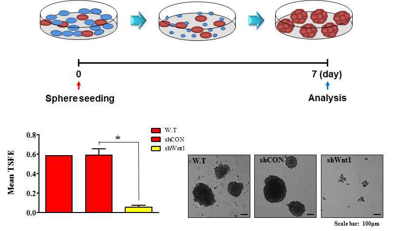 Wnt1 발현 억제에 의한 sphere 형성 비교