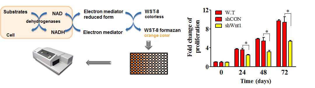 Wnt1 발현 억제가 proliferation에 미치는 영향 분석