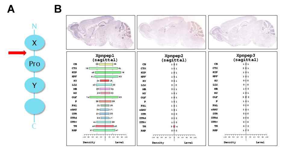 Aminopeptidase P의 작용(A)과 뇌에서 Aminopeptidase P isoform의 발현양상 (B)