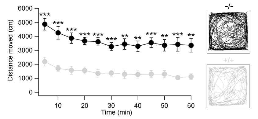 Aminopeptidase P1 결손에 따른 과잉행동