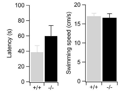 Aminopeptidase P1 결손쥐의 정상 운동기능