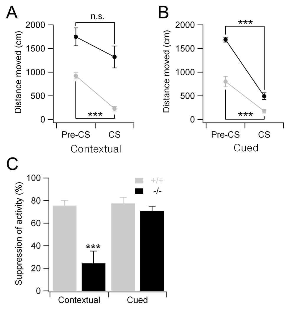 Aminopeptidase P1 결손 쥐에서 저하된 공포조건화