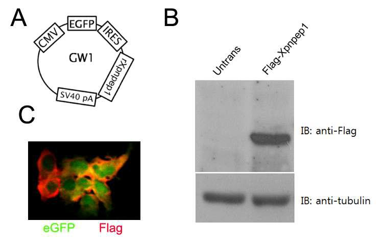 Xpnpep1 발현 벡터 제작 및 발현 확인