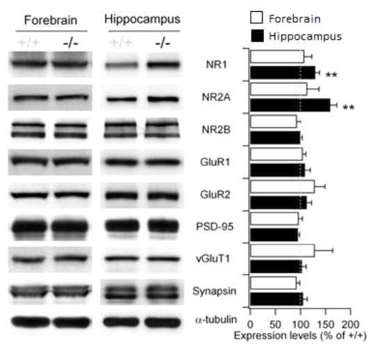 정상쥐와 결핍쥐의 시냅스 단백질 발현 양상