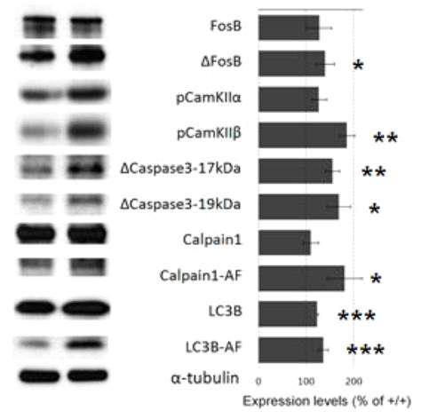 aminopeptidase p1 결핍에 따른 분자신호 변화