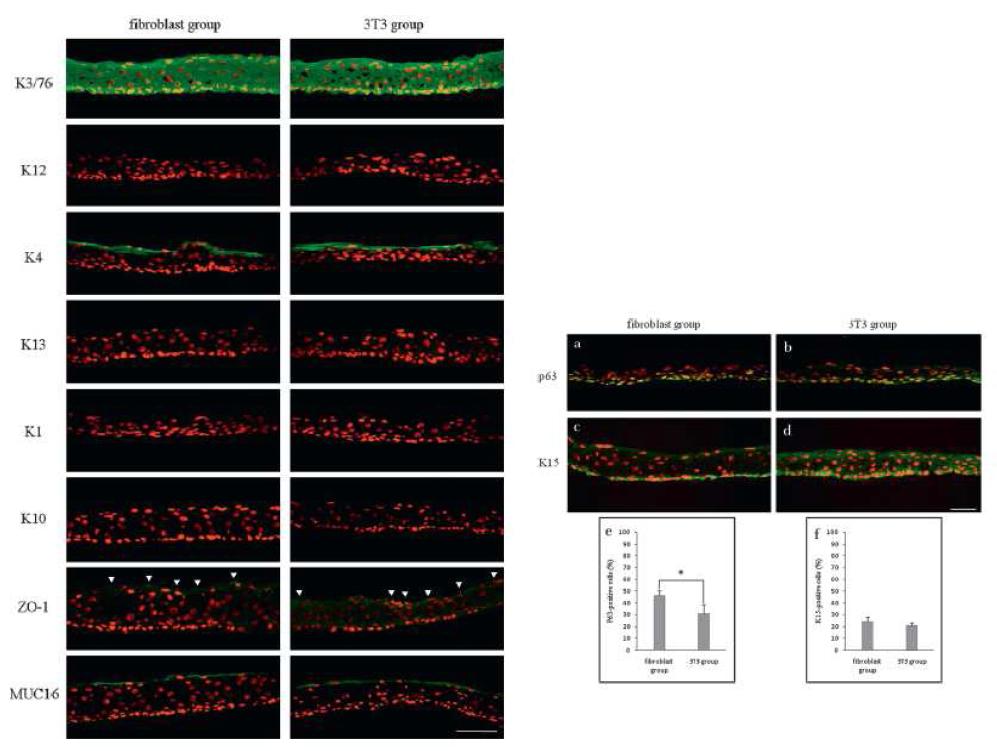 human dermal fibroblast feeder cell을 이용한 구강점막 상피세포 시트가 기존의 3T3 fibroblast를 이용한 시트와 비교하여, 우수한 줄기세포능을 보였고, 조직학적 소견 또한 비슷하였음