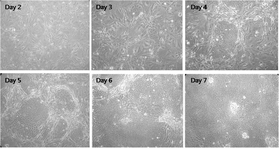 배양일에 따른 인간유래 구강점막상피세포
