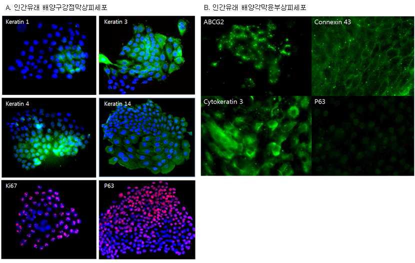 인간유래 배양구강점막상피세포와 배양각막윤부상피세포의 형광면역염색