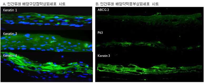 인간유래 배양구강점막상피세포와 배양각막윤부상피세포 시트의 형광면역염색