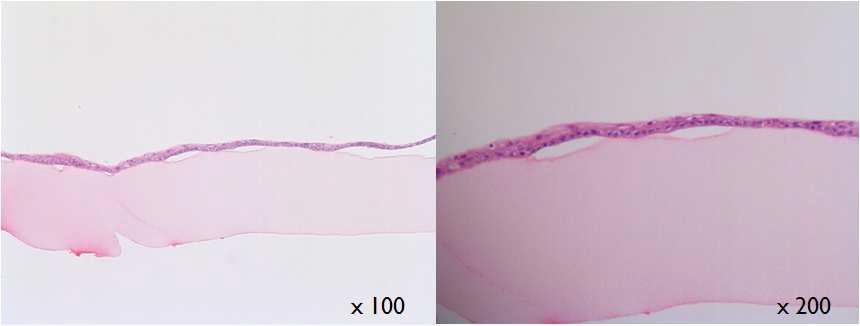 fibrin glue위 배양구강점막상피세포의 H&E 염색