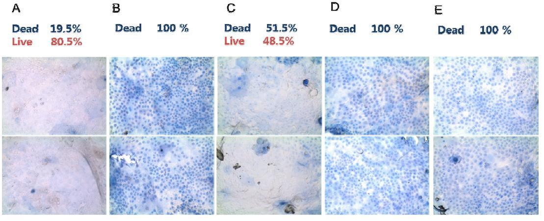 NecroX-5 농도에 따른 cell sheet viability 실험 결과