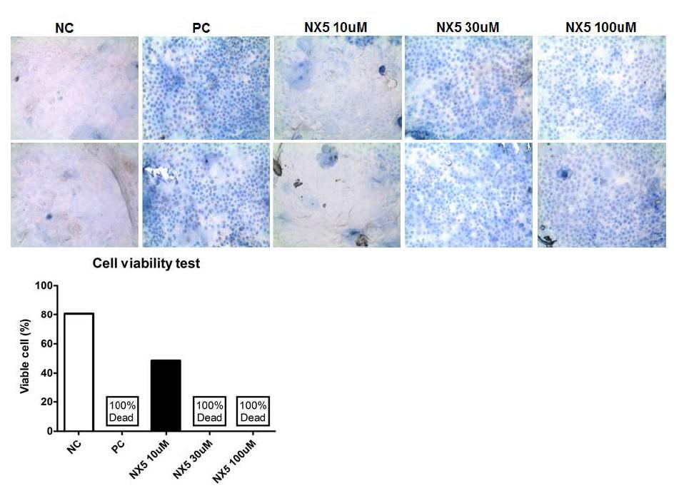 NecroX5 전처치가 상피세포 시트 cell viability 향상에 도움을 줌