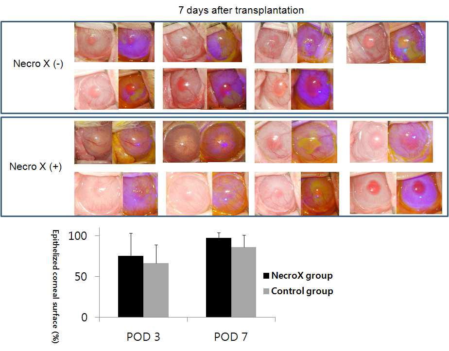 NecroX 비처치군과 처치군간 이식 3, 7일째 관찰한 육안 소견