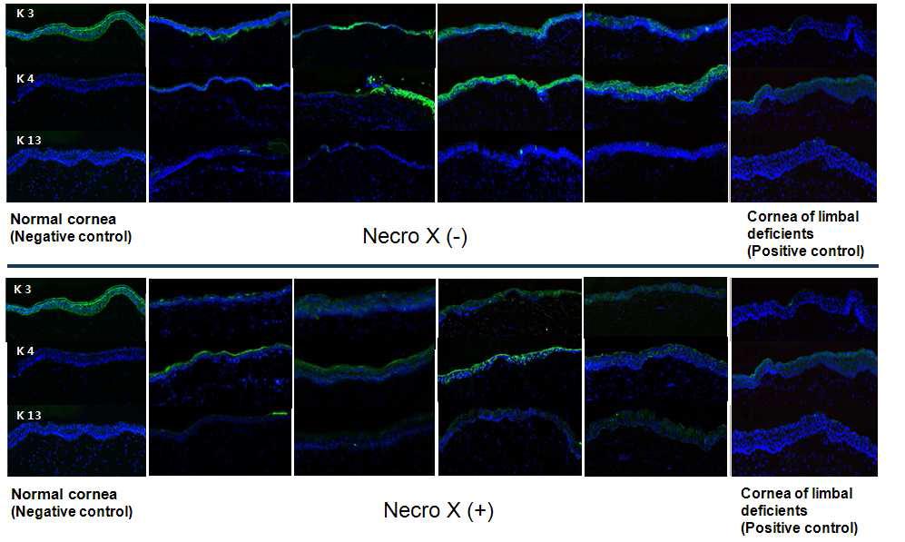 NecroX 비처치군과 처치군간 이식후 사이토케라틴 K3,4,13 발현 비교