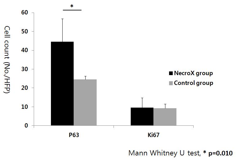 NecroX 비처치군과 처치군간 이식 후 줄기세포 표지자 비교시 p63 양성 세포가 NecroX 처치군에서 유의하게 증가