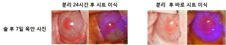 시트 분리 24시간 후 이식 시 상피화 결과