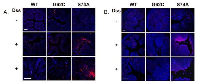 Keratin 8의 S74A, G62C 돌연변이 생쥐와 대조군 생쥐의 결장 세포의 homeostasis 비교