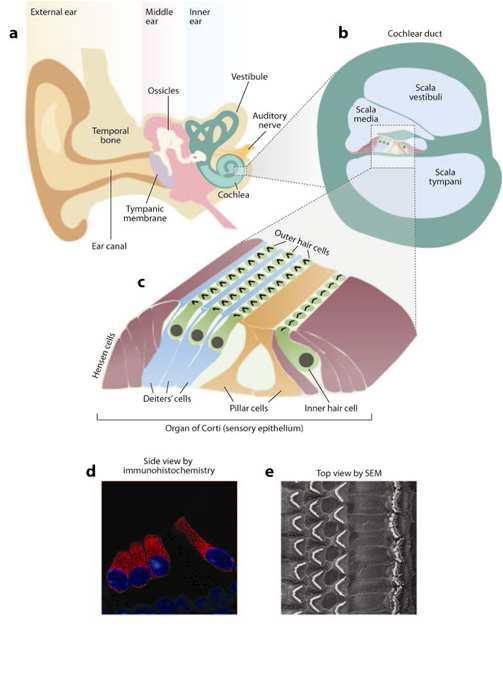 사람의 귀(a) 및 청각을 담당하는 와우(cochlea)구조(b). Scala media에 위치한 내외 와우유모세포의 모식도(c), 면역형광염색법(d) 및 주사현미경으로 나타난 와우유모세포