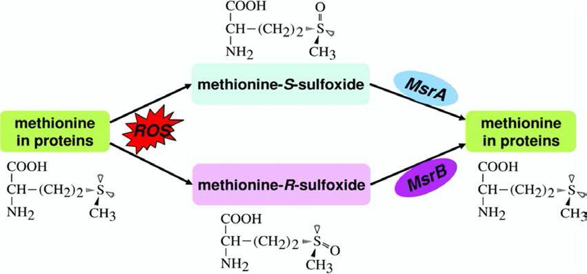 Methionine sulfoxide의 산화 및 환원