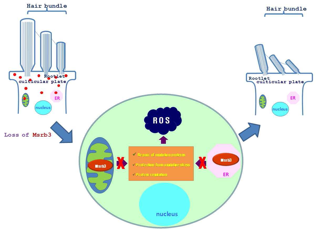 MsrB3의 기능소실로 인한 내이의 ROS 증가를 초래하고 그 결과 내이 와우유모세포의 손상이 일어남으로써 난청을 일으키는 본 연구의 가정을 도시한 그림