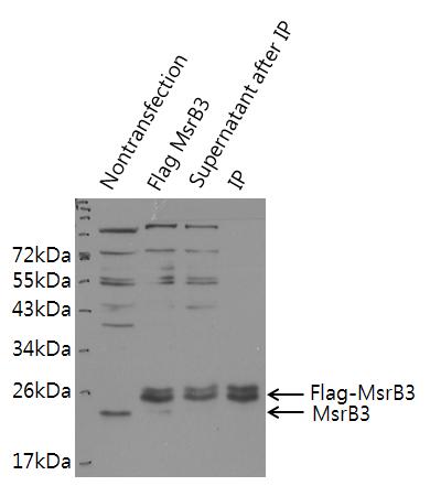 Flag-MsrB3 antibody를 이용한 면역침강법
