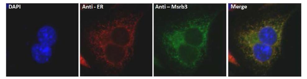 HEI-OCI 세포 내에서 Msrb3의 발현위치 확인
