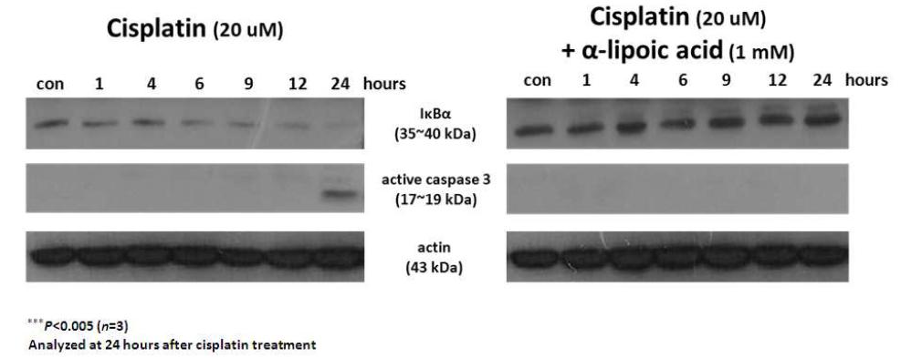 Cisplatin에 의해서 유도되는 세포 사멸 반응 및 이에 대한 ALA의 효과