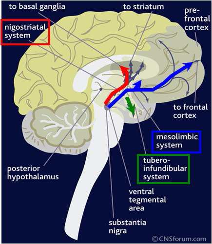 중추신경계에서의 대표적 도파민성 신경회로: nigrostriatal system-운동기능 조절, 보상행동, mesolimbic system-우울증, 약물 중독, 보상행동, 정신분열증, tuberoinfundibular system- 뇌하수체 호르몬 조절.