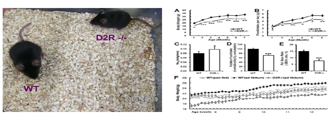 3개월 주령의 WT과 D2R-/- mice의 비교, 오른 쪽은 정상쥐와 D2R-/-쥐에서의 체중, 섭식,에 너지 소모율 및 체성분 분석