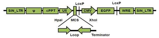 Lentilox RNAi vector, pLL3.7의 construct