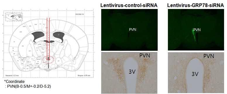 본 연구실에서 성공시킨 시상하부에서의 특정 유전자의 Lenti-shRNA를 통한 발현억제의 예