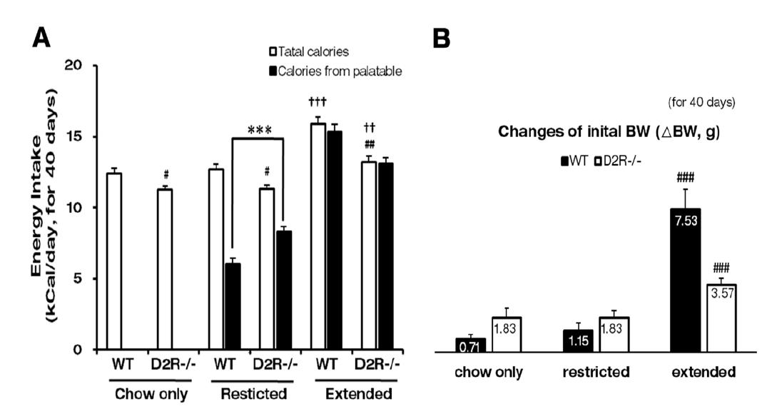 정상 쥐와 D2R-/- 쥐에서 palatable food 제공에 따른 먹이섭취량과 체중의 변화