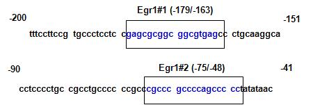 human IL-11 유전자 프로모터 부위에서의 Egr-1 결합 motif