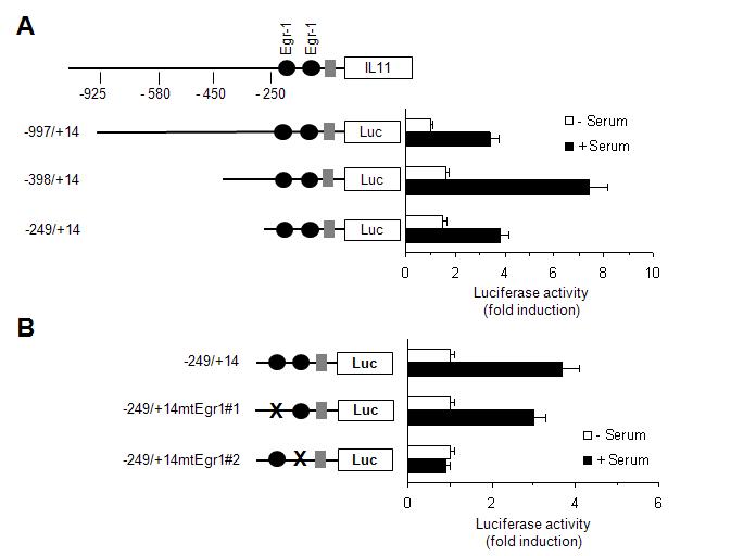 Egr-1 결합 motif mutation에 의한 IL-11 프로모터 활성 억제 효과