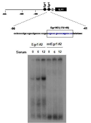 Egr-1의 IL-11 프로모터 결합