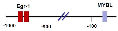 BRCA1 유전자내에서의 Egr-1 결합부위